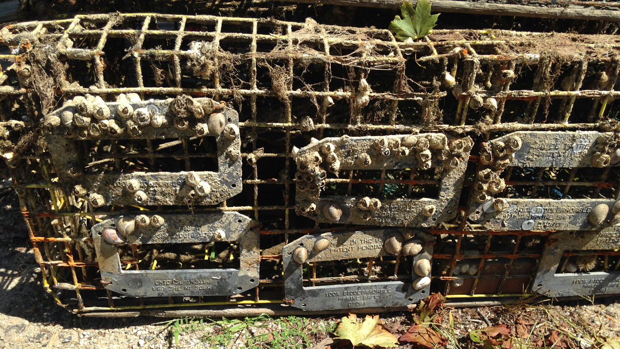 lobster trap with biodegradable escape panel