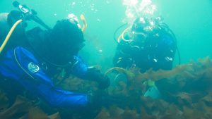 Byrnes and his colleagues conduct annual surveys of kelp forests at 15 sites from Rhode Island to Maine.