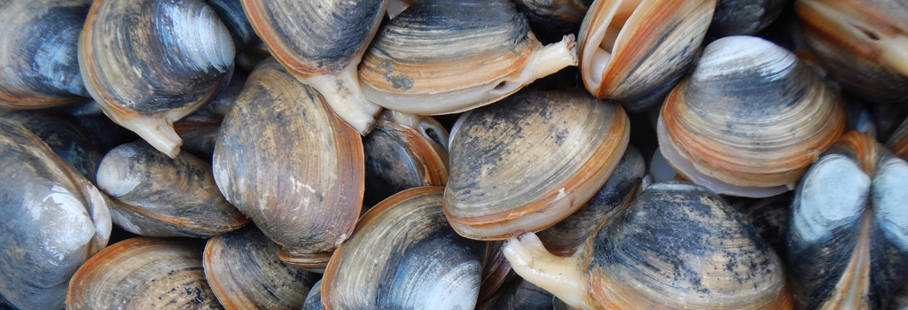 pile of clams