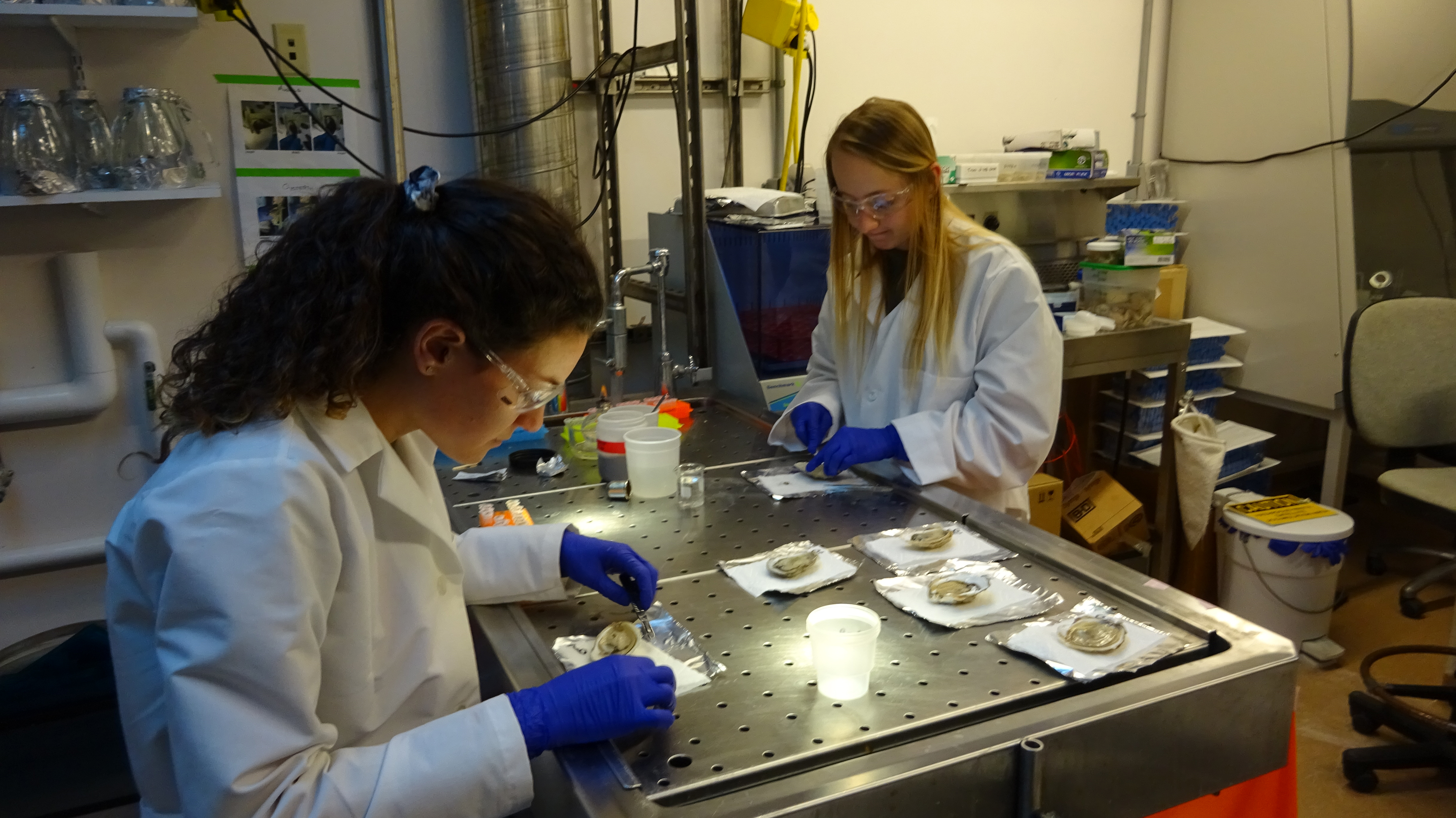 Students in Roxanne Smolowitz's lab at Roger Williams University