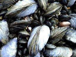 mussels