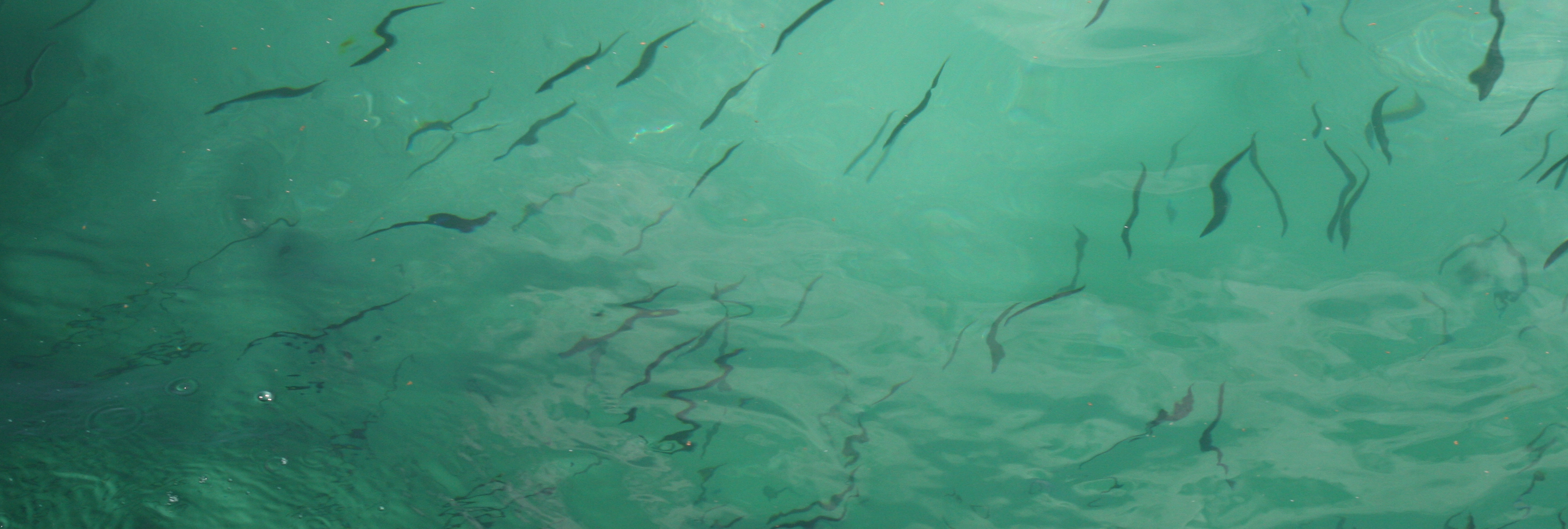 Sand lance in the water at Stellwagen Bank.