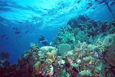 Staghorn Coral  NOAA Fisheries