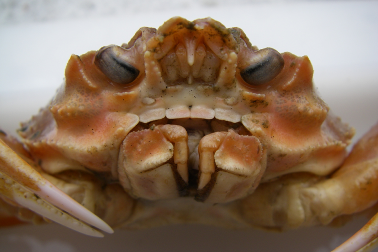 The crab-tivating life of crustaceans: diving into Alaskan snow crab and  red king crab biology – WHOI Sea Grant