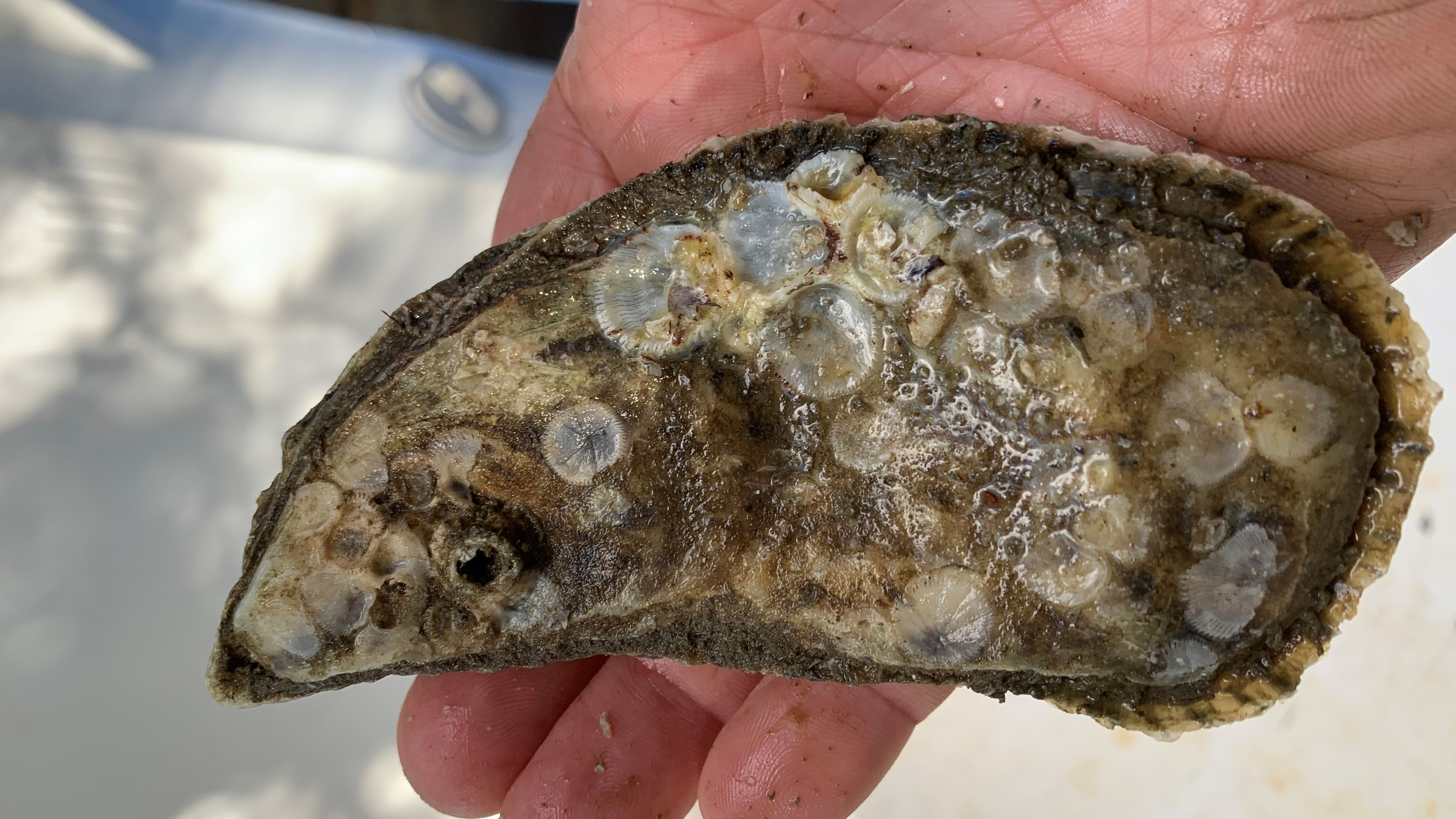 Large oyster too big for the half-shell market