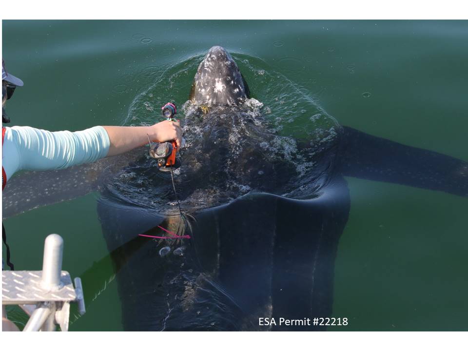 Seeing the World Through a Sea Turtle’s Eyes – WHOI Sea Grant