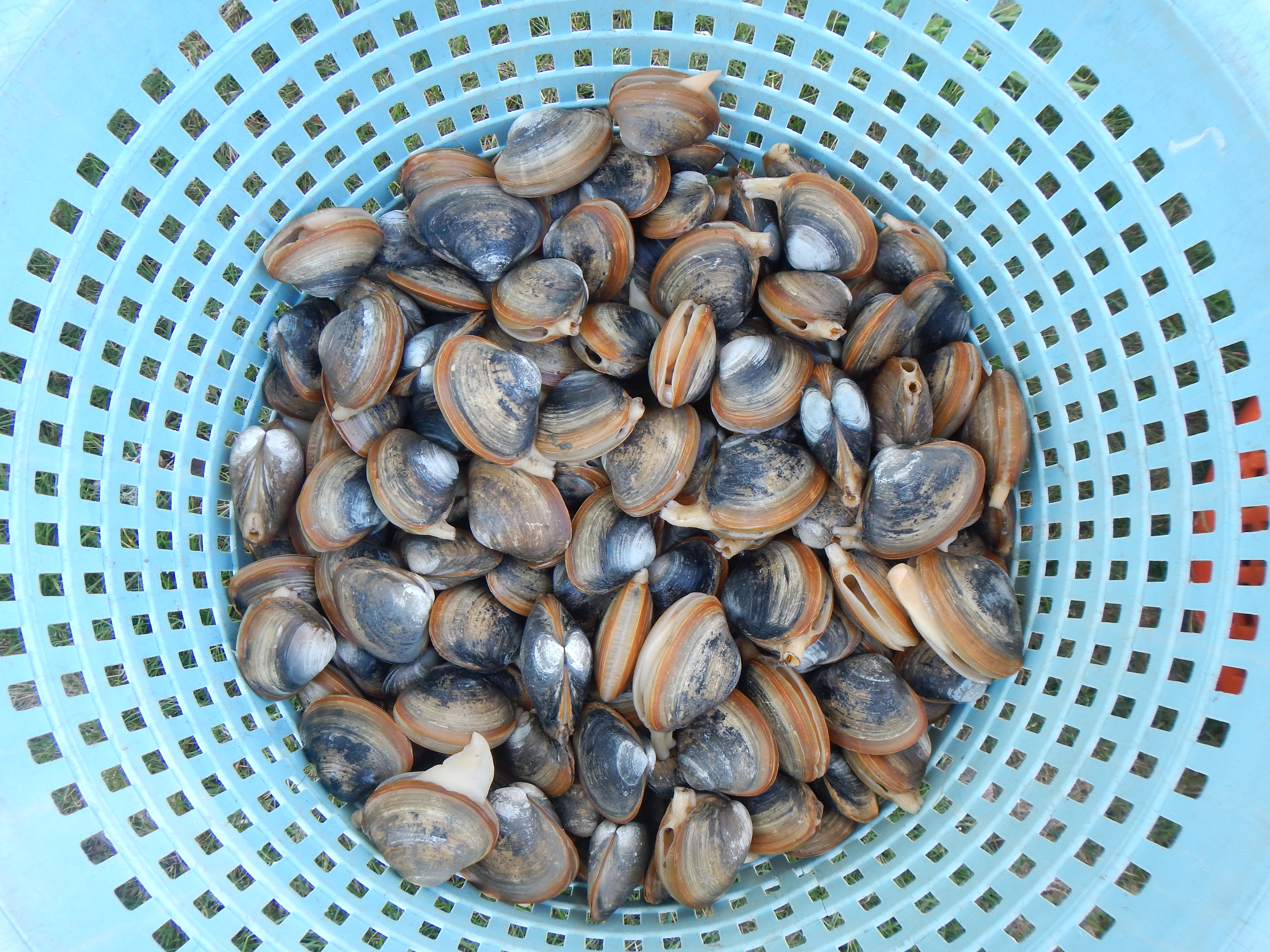15. This is the goal of the project – to assist the shellfish farmers of Massachusetts to harvest beautiful, tasty, nutritious shellfish from their grants.