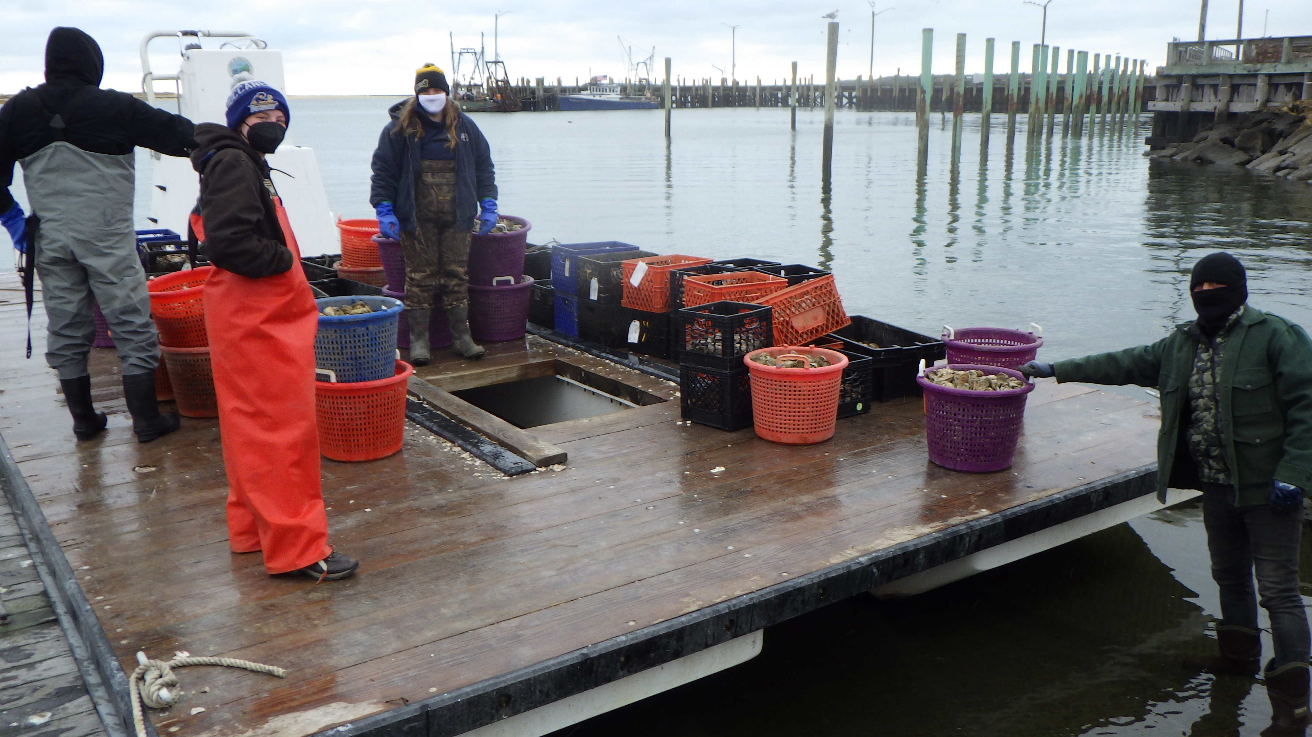 Shellfish farmer Jason Lance Weisman (right) delivers 1,111 legal oysters to the Wellfleet Shellfish Department barge for distribution to the Indian Neck recreational only shellfishing area as part of a buyback initiative supported with funds from Barnstable County’s National Sea Grant COVID relief grant as well as the department’s revolving fund for propagation approved at Annual Town Meeting. Harbormaster staffer Mackenzie is on left and the Department’s AmeriCorps Cape Cod member Jordan Halloran is in the center. Photo sent by Nancy Civetta, Wellfleet shellfish constable