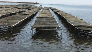 Wellfleet oyster farm