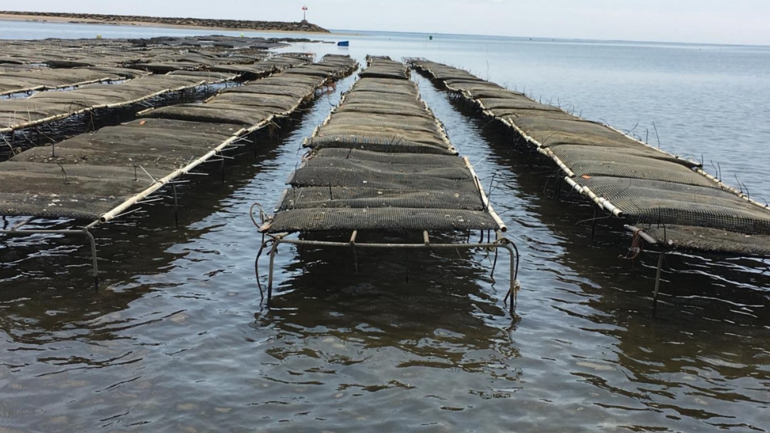 Wellfleet oyster farm