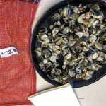The oysters were brought back to the lab…