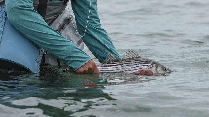 Striped bass catch and release