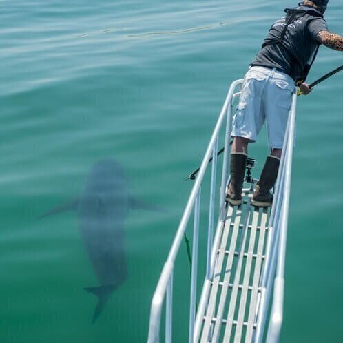           Photo courtesy of the Atlantic White Shark Conservancy