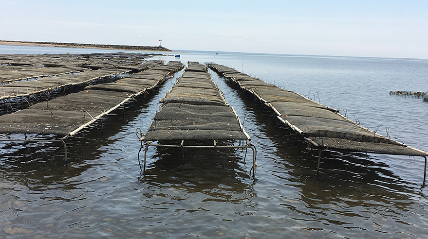 Photo courtesy Woods Hole Sea Grant/Cape Cod Cooperative Extension