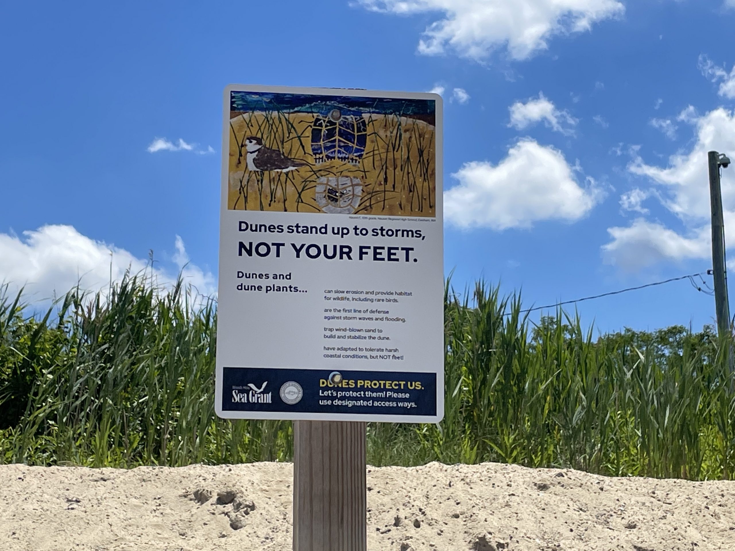 Preserving dunes is a primary defense against flooding.