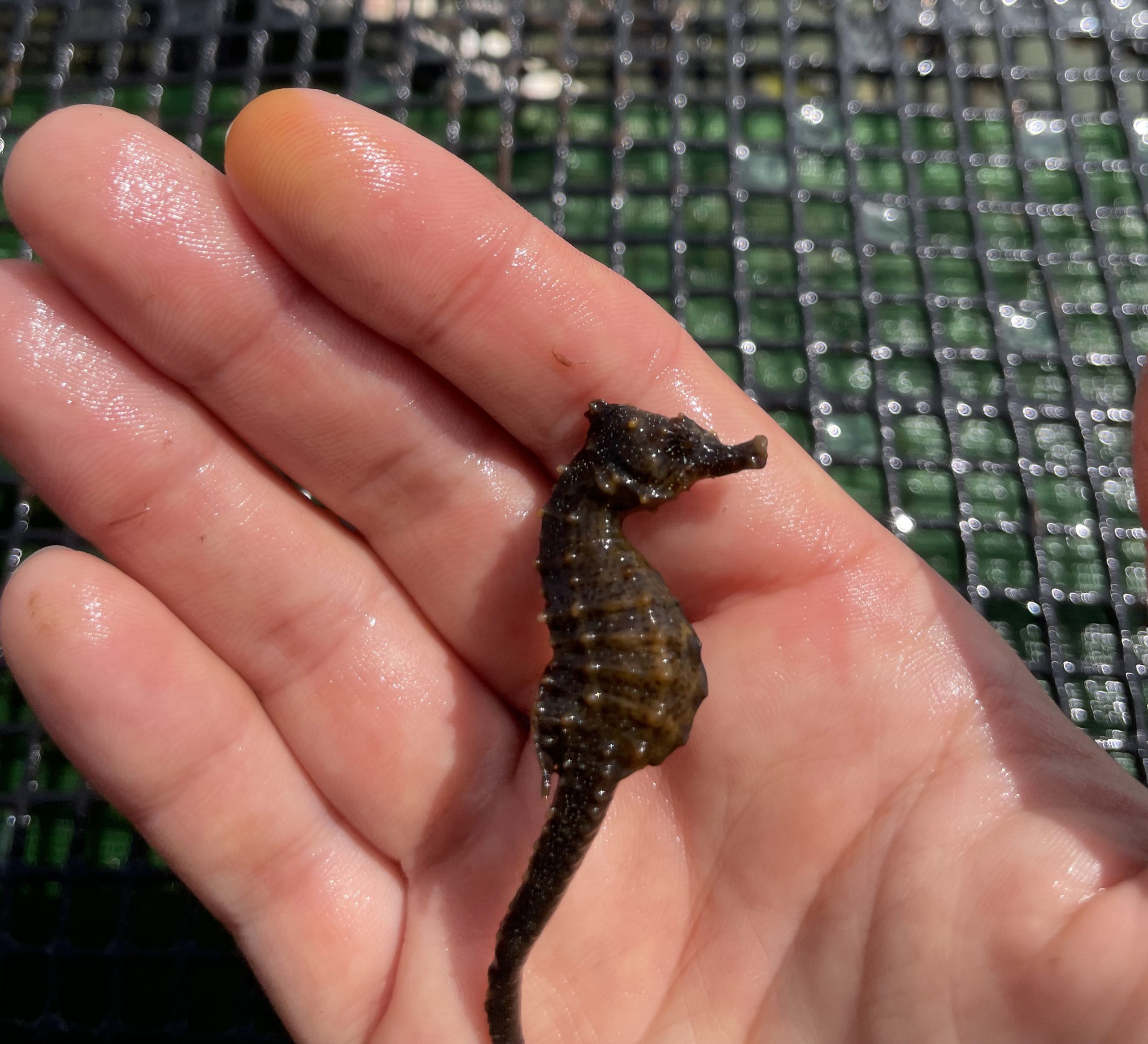 A small seahorse in the palm of a hand