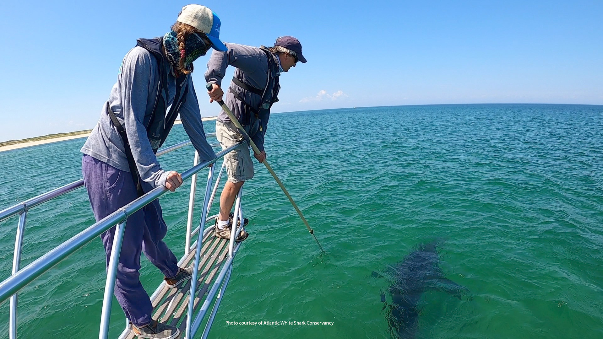 Sharks along Nantucket: A researcher has tagged 100-plus sharks