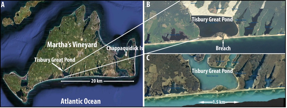 Fig. 2. (A) Martha's Vineyard, MA, and Tisbury Great Pond (B) when the shoreline barrier is breached, and (C) when the beach and barrier have been restored by natural processes. A few of the many coastal ponds on Martha’s Vineyard can be seen on both sides of Tisbury Great Pond (Fig. 2b,c), and along the island’s shorelines (Fig 2a).