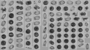 Mosaic of Alexandrium and Dinophysis images collected by the IFCB-HT.