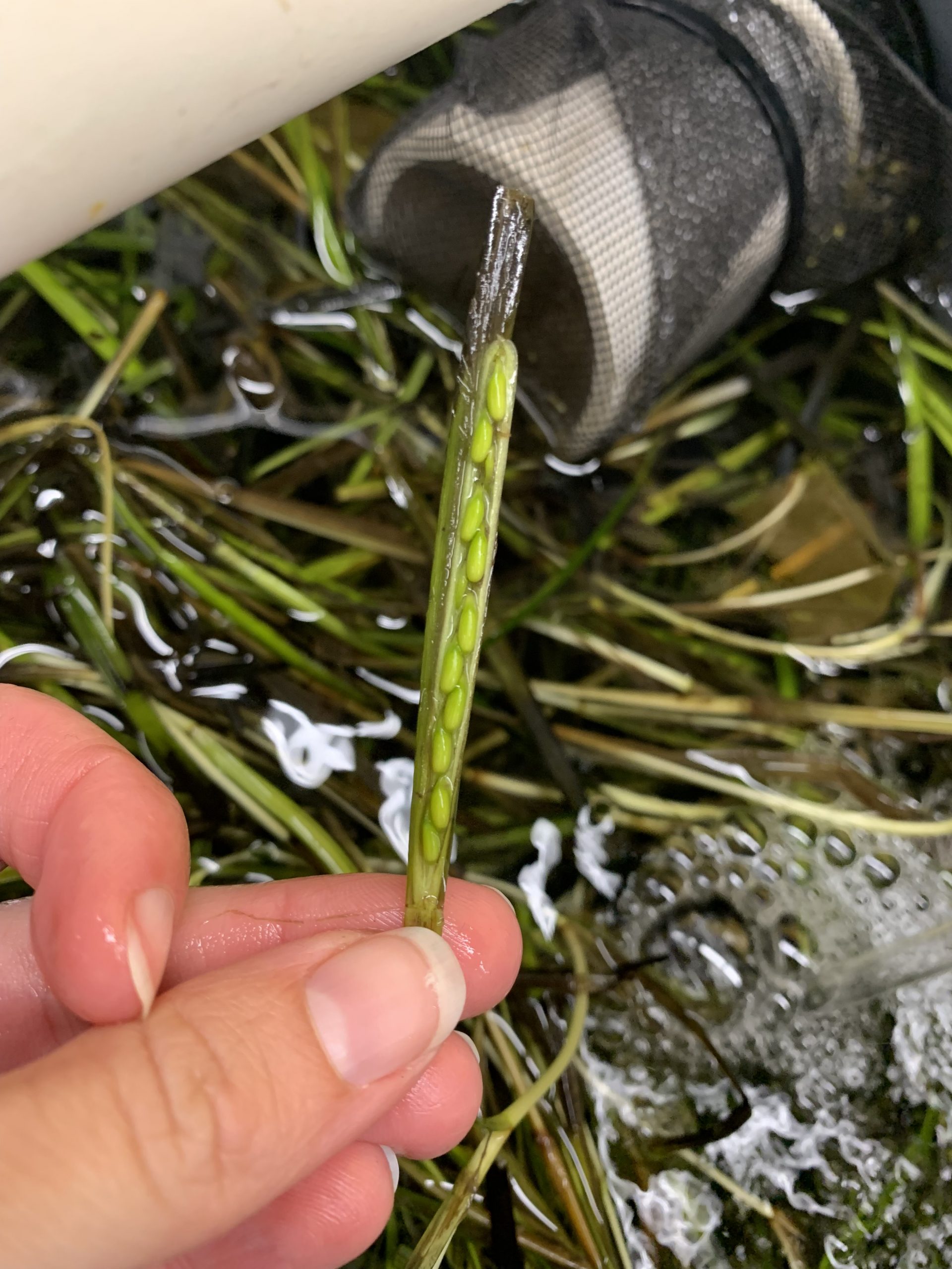 Seaweed shoots with seeds in a tank