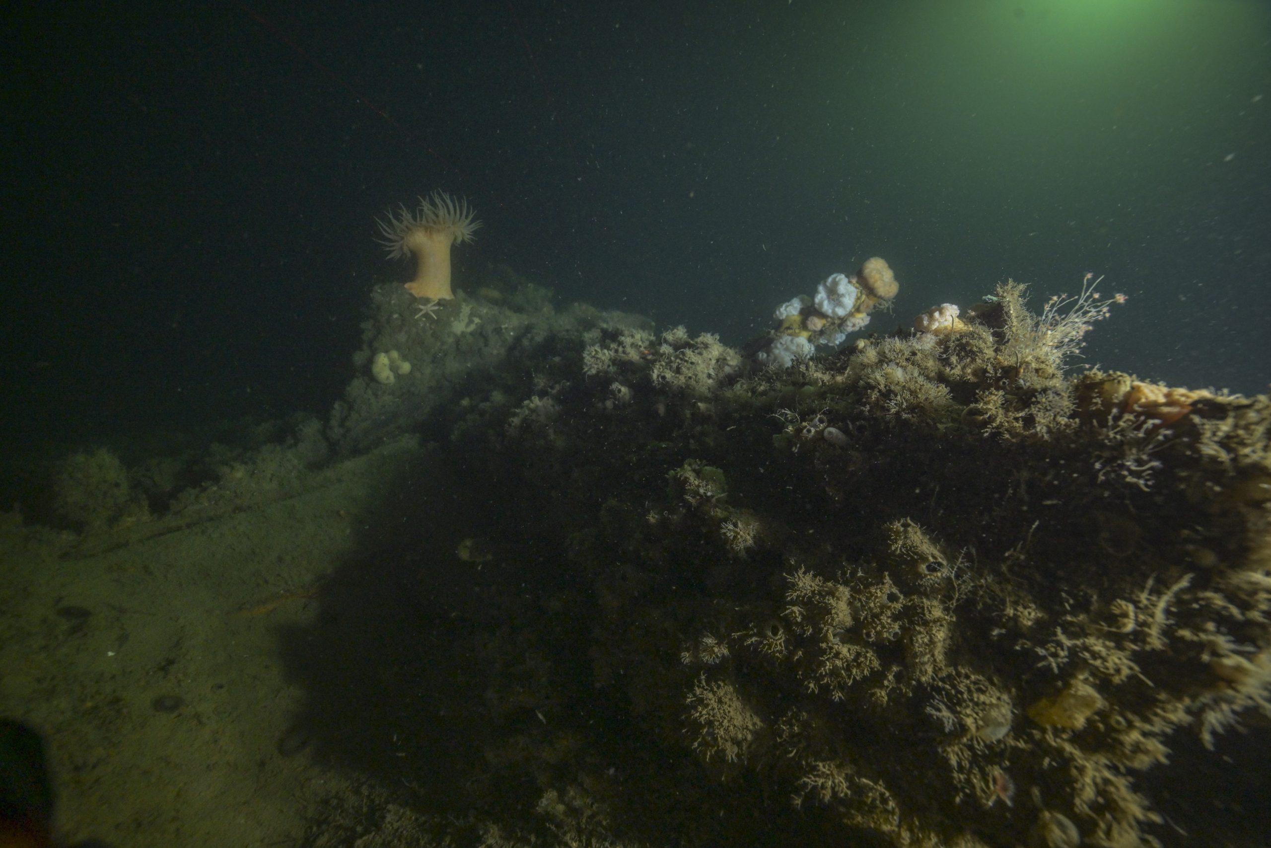 Shipwrecks are home to diverse and abundant communities, such as these anemones and hydroids living on the shipwreck Portland.