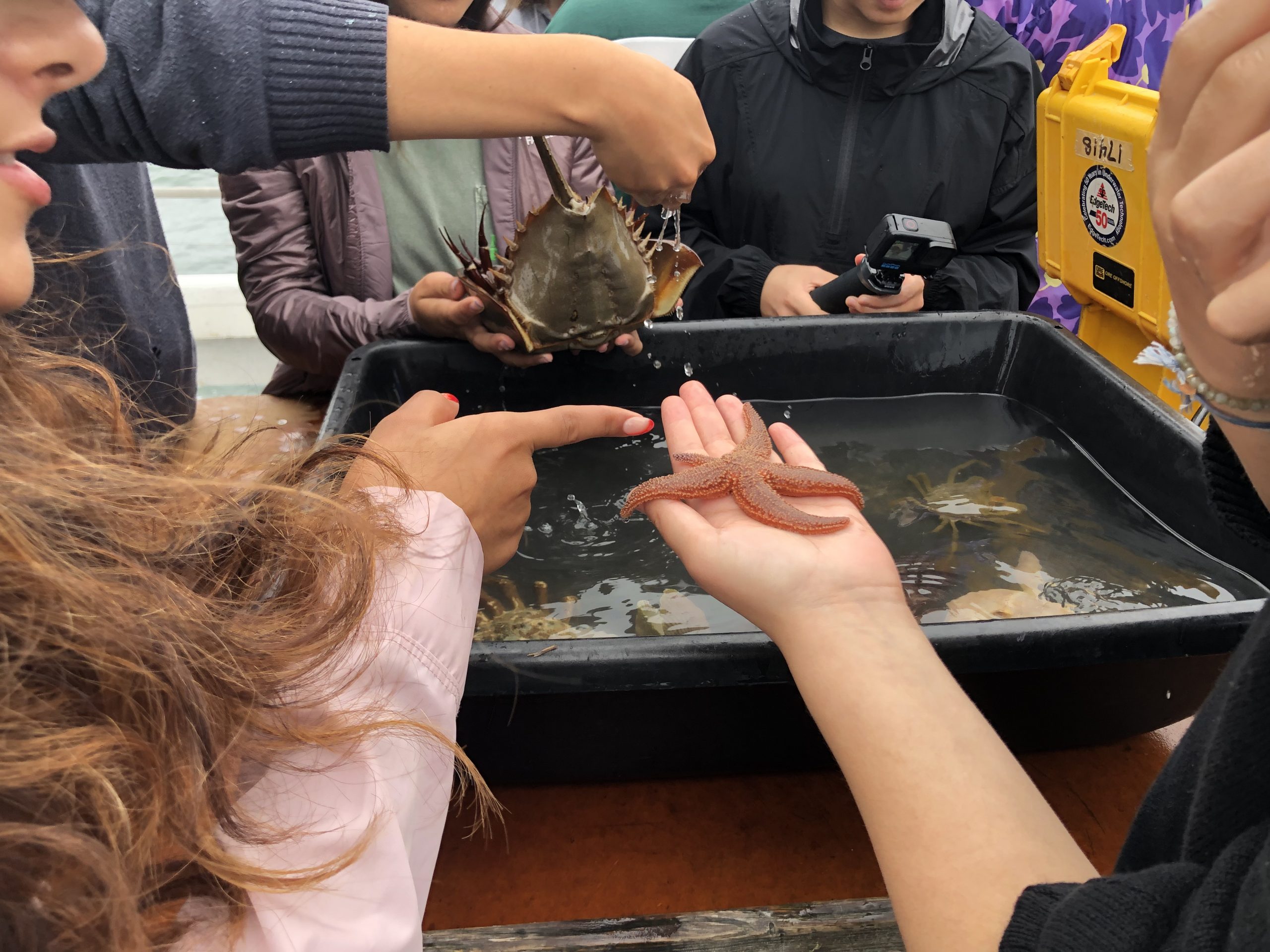 Onboard the Zephyr, getting to see the different plants and animals – crabs, lobsters, sea urchins,snails – was truly amazing.