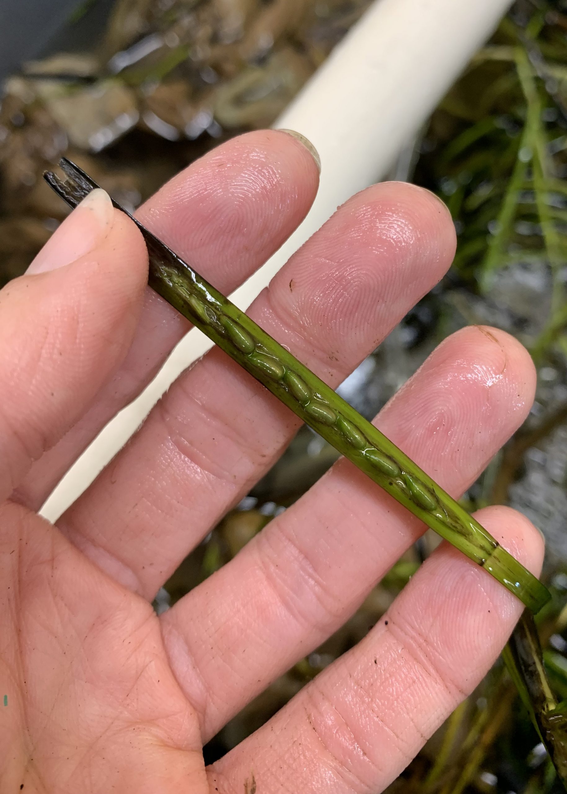 Eelgrass flowers are sexually reproductive shoots that contain seed pods.