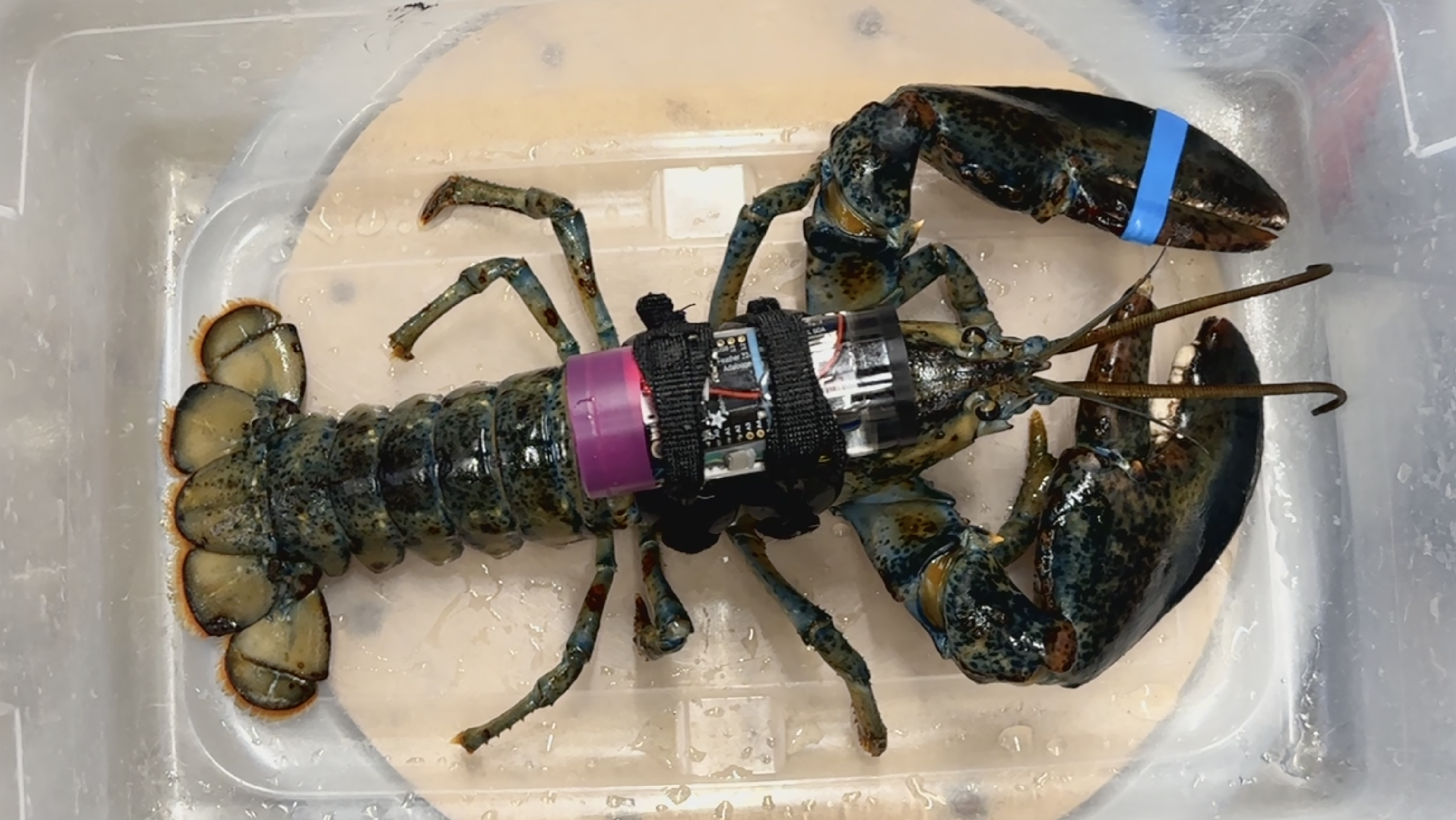 A lobster in the Environmental Systems Lab at WHOI wearing the heart rate sensor that Andrea Salas built. Photo credit:  Kiran Johnson