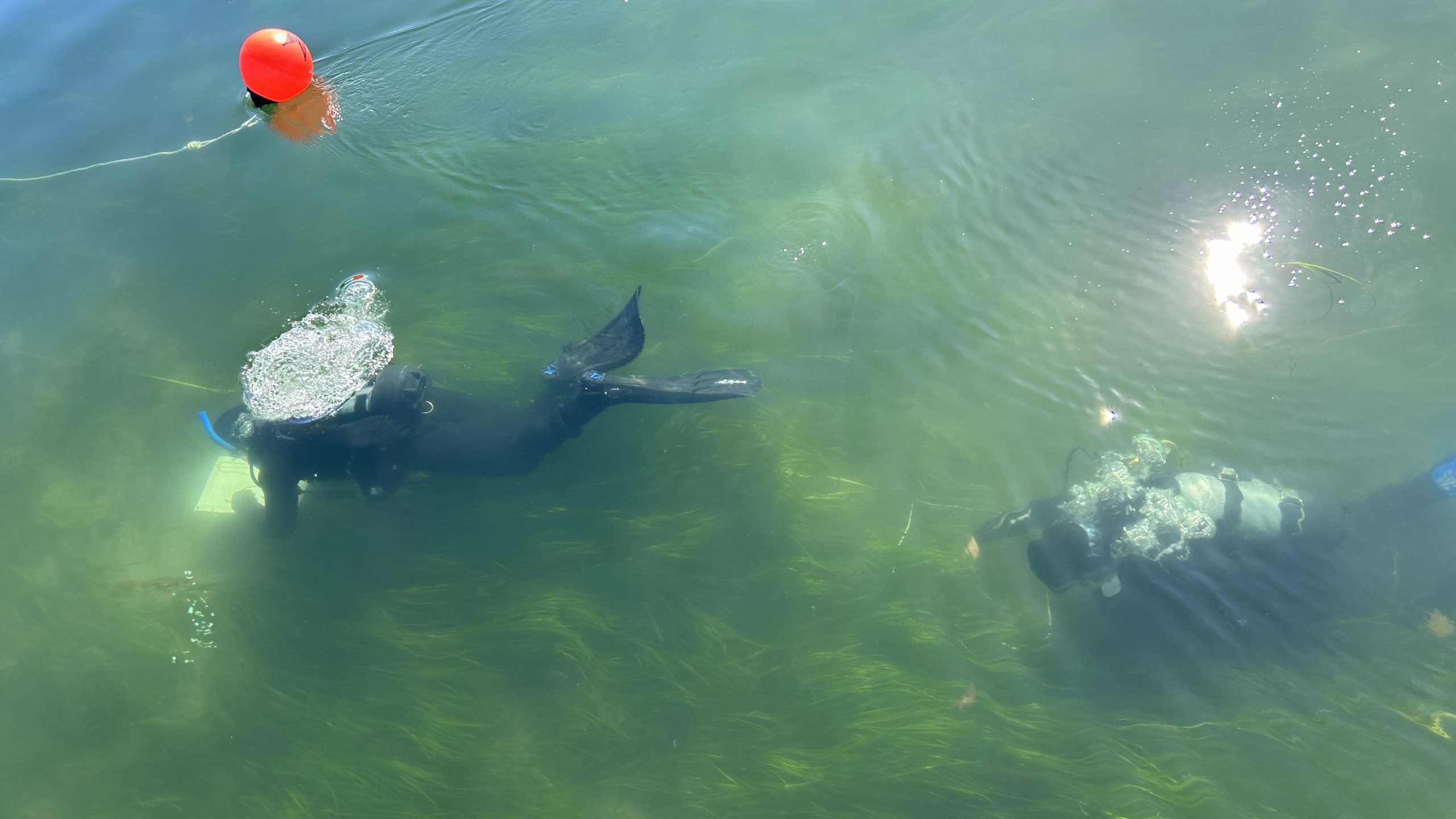 The project’s field surveys use SCUBA divers to assess the eelgrass beds and study flowering shoots. 
