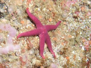 Pinkish-red five-armed Blood Sea Star on the seafloor