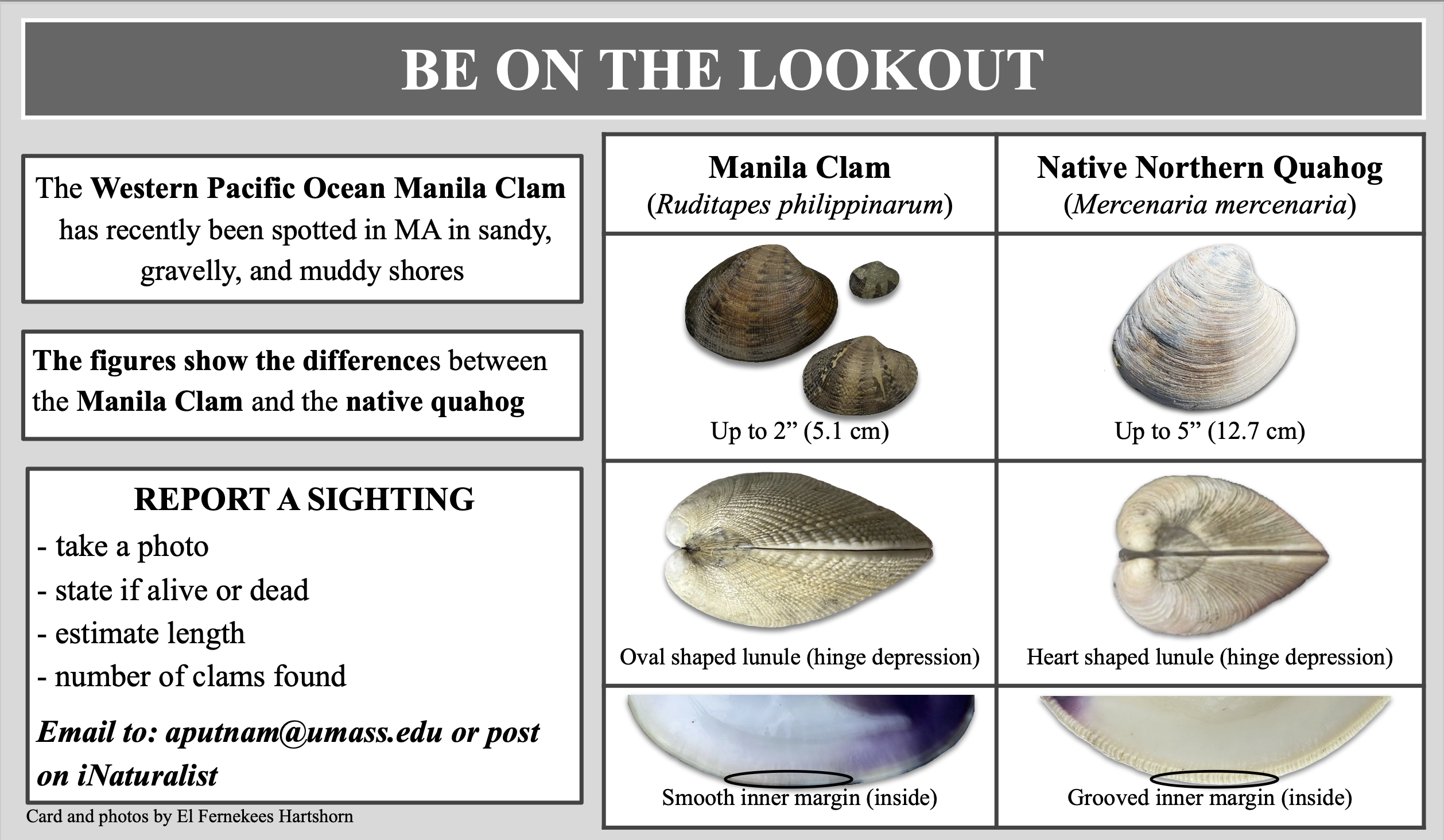 Screenshot-manila-clam-poster