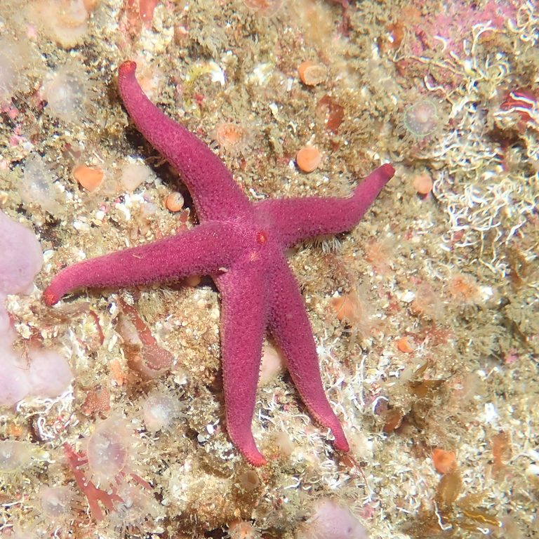 Pinkish-red five-armed Blood Sea Star on the seafloor