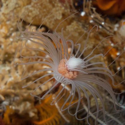 Tubular_hydroid-By Seascapeza