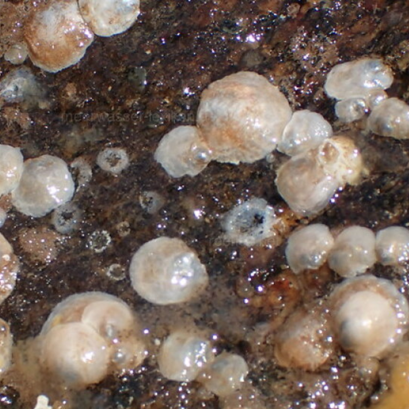anomia_jingle-shell_jeffGoddard