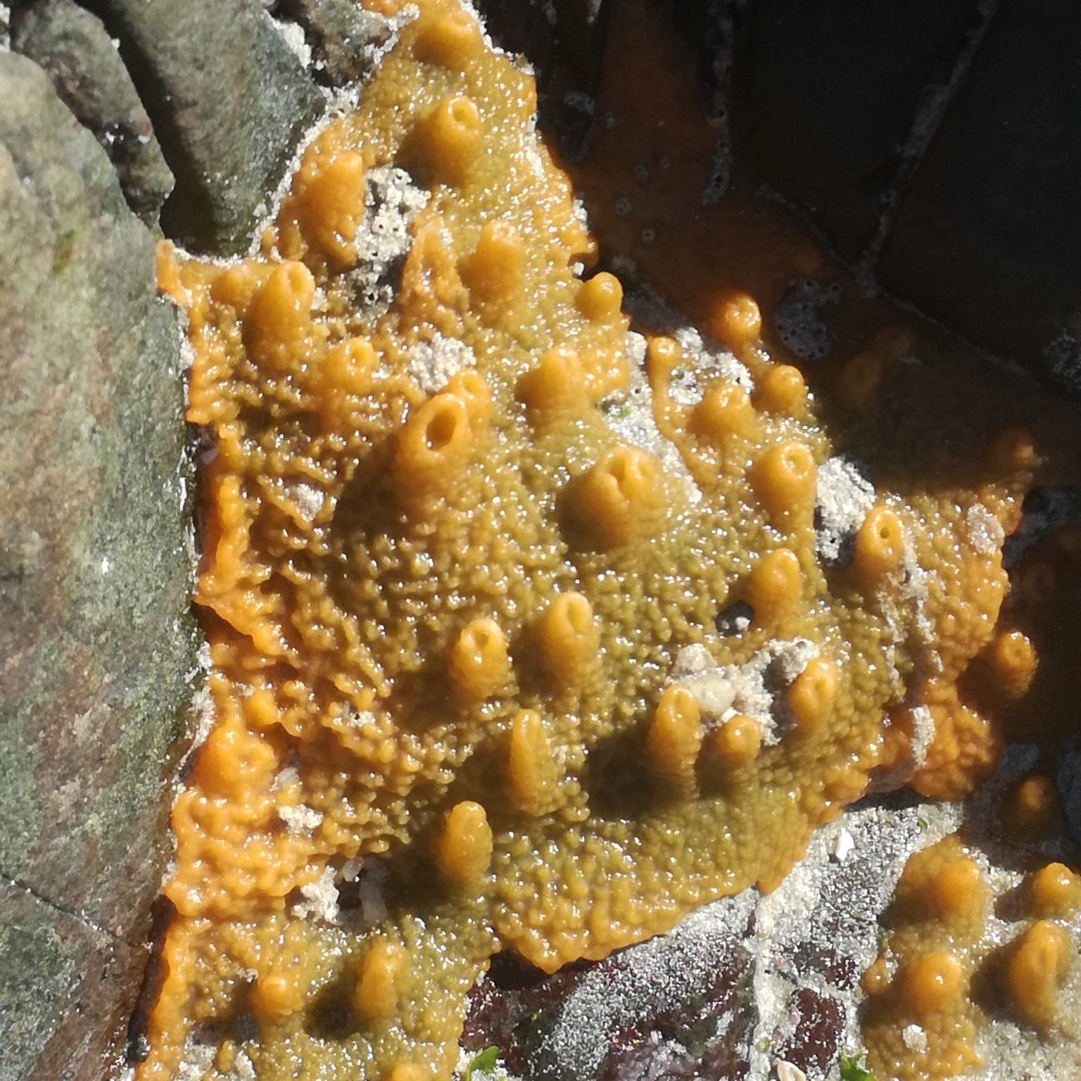 crumb-of-bread-sponge_Hymeniacidon_perlevis