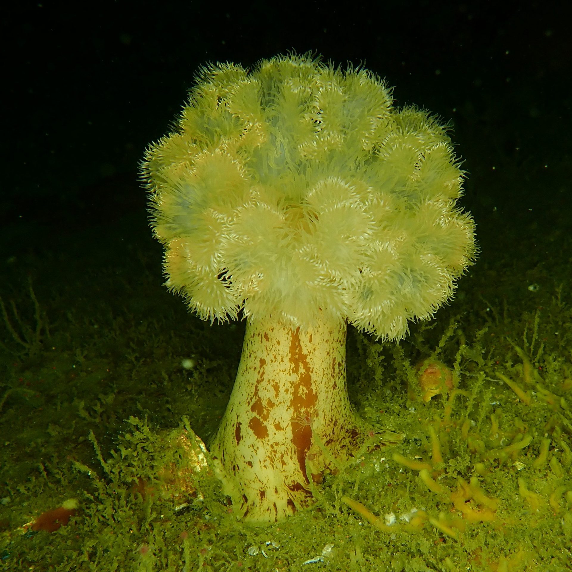 Frilled anemone
